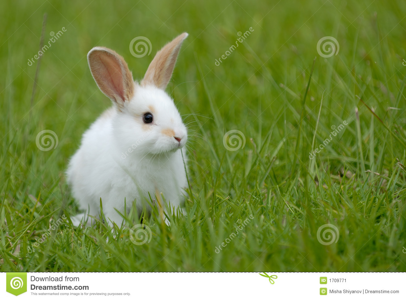 Detail Images Of Rabbit Nomer 51