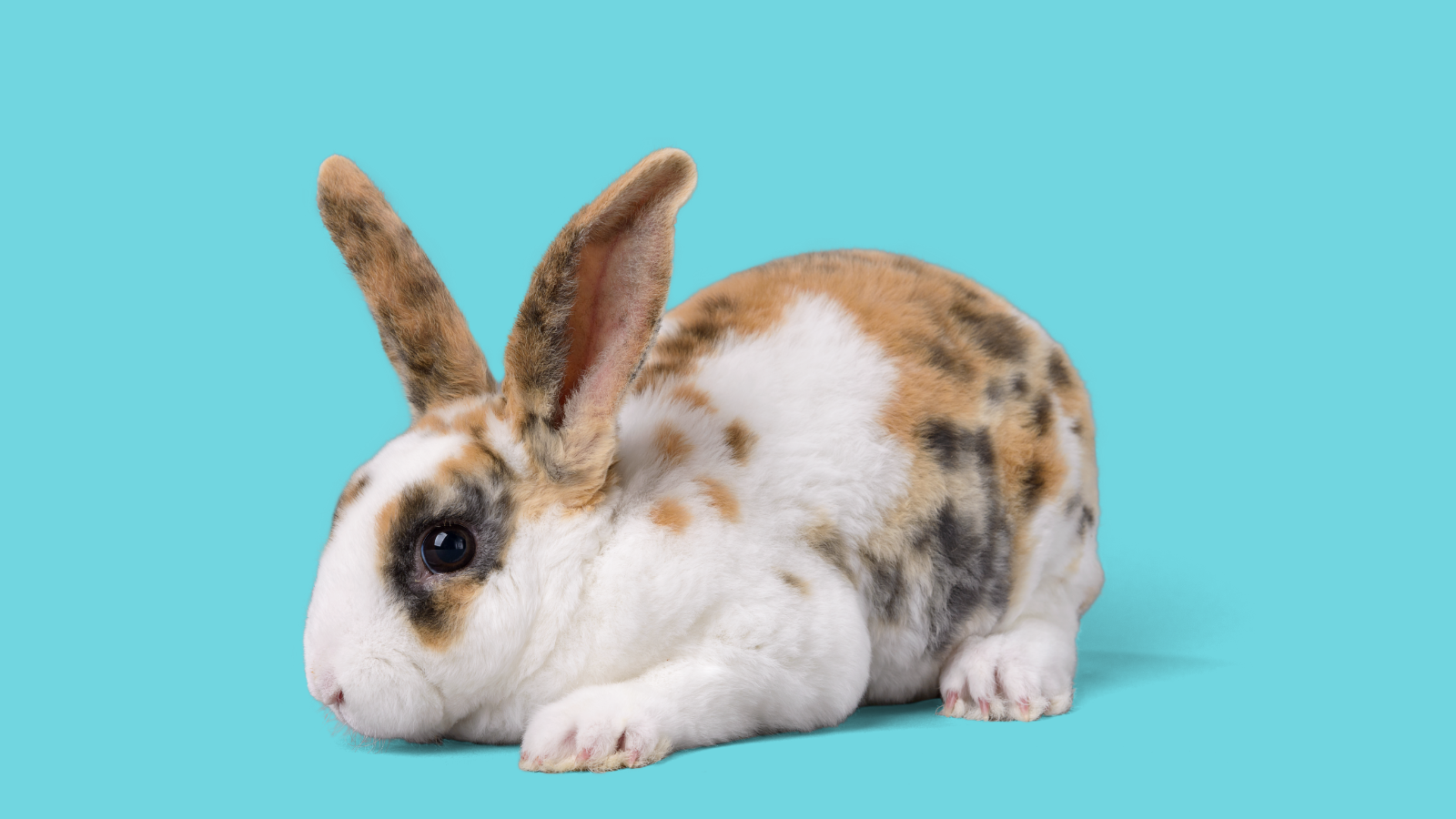 Detail Images Of Rabbit Nomer 52