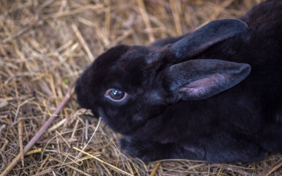 Detail Images Of Rabbit Nomer 53