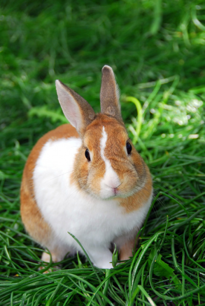 Detail Images Of Rabbit Nomer 56