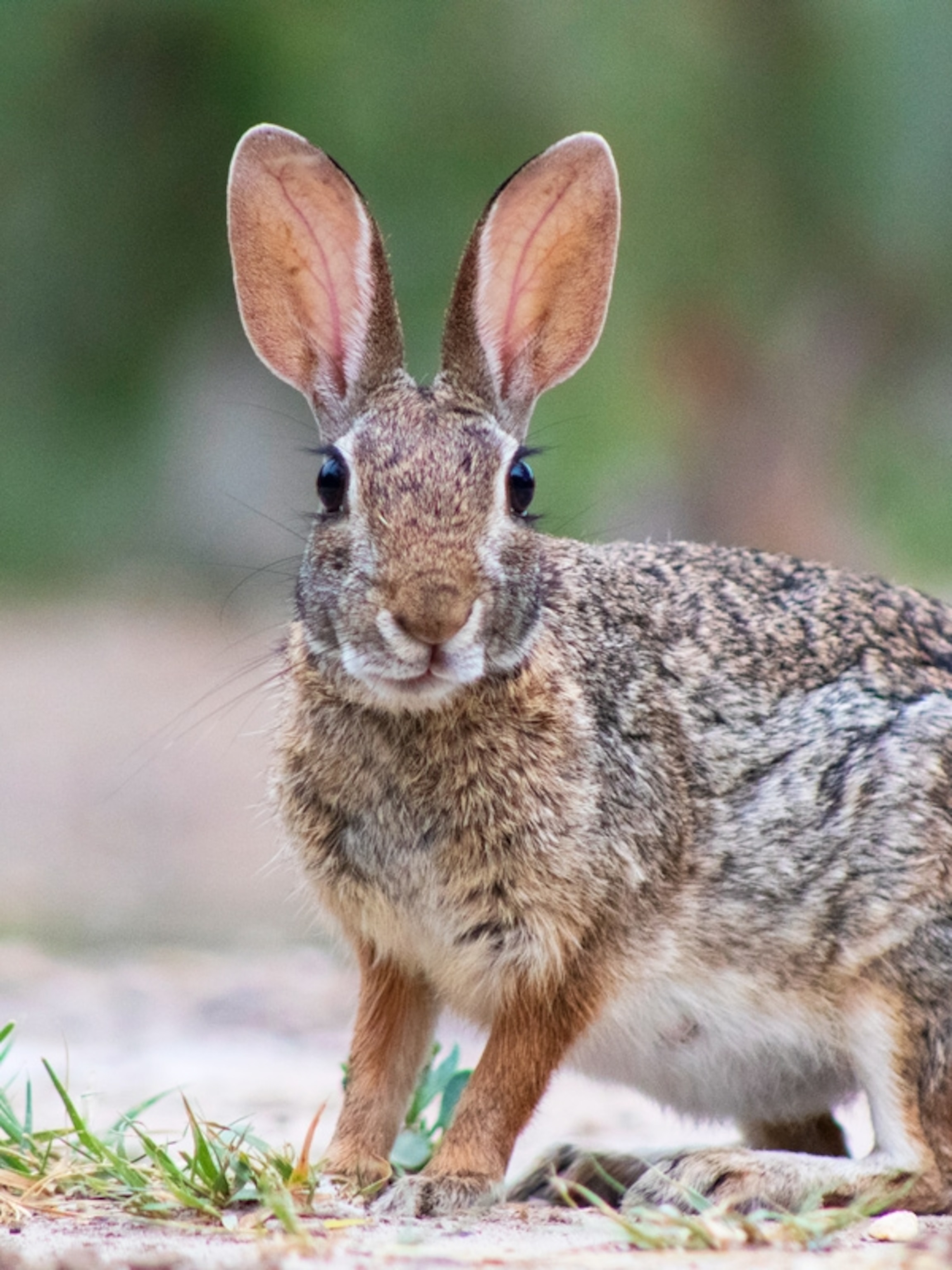 Detail Images Of Rabbit Nomer 57