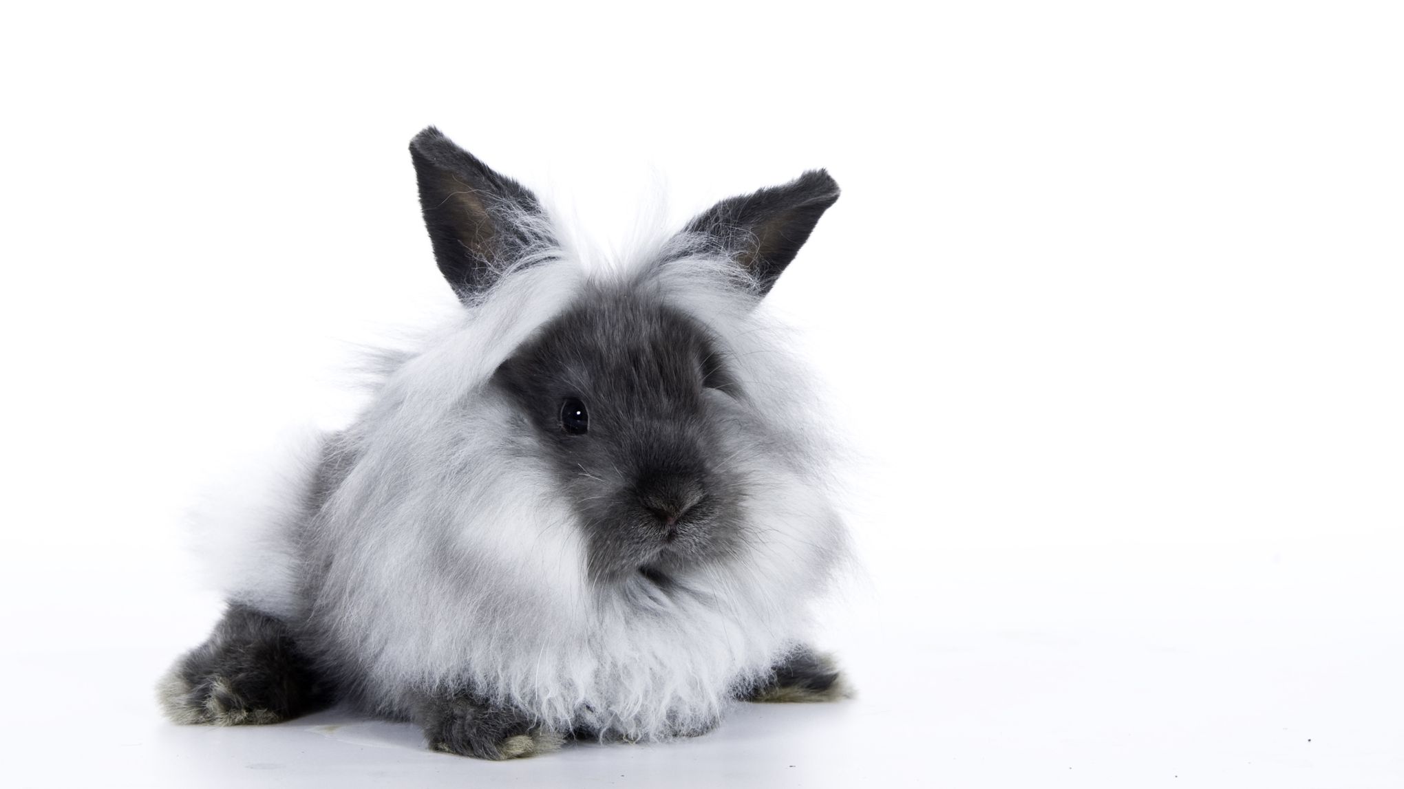Detail Images Of Rabbit Nomer 58