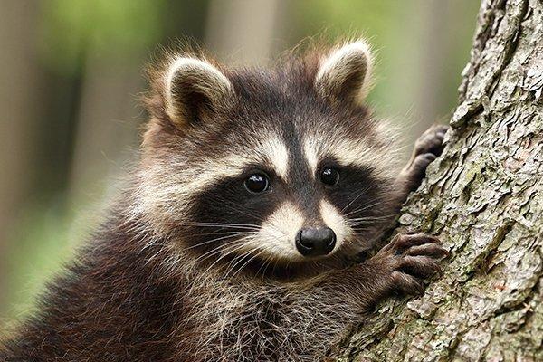 Images Of Racoons - KibrisPDR