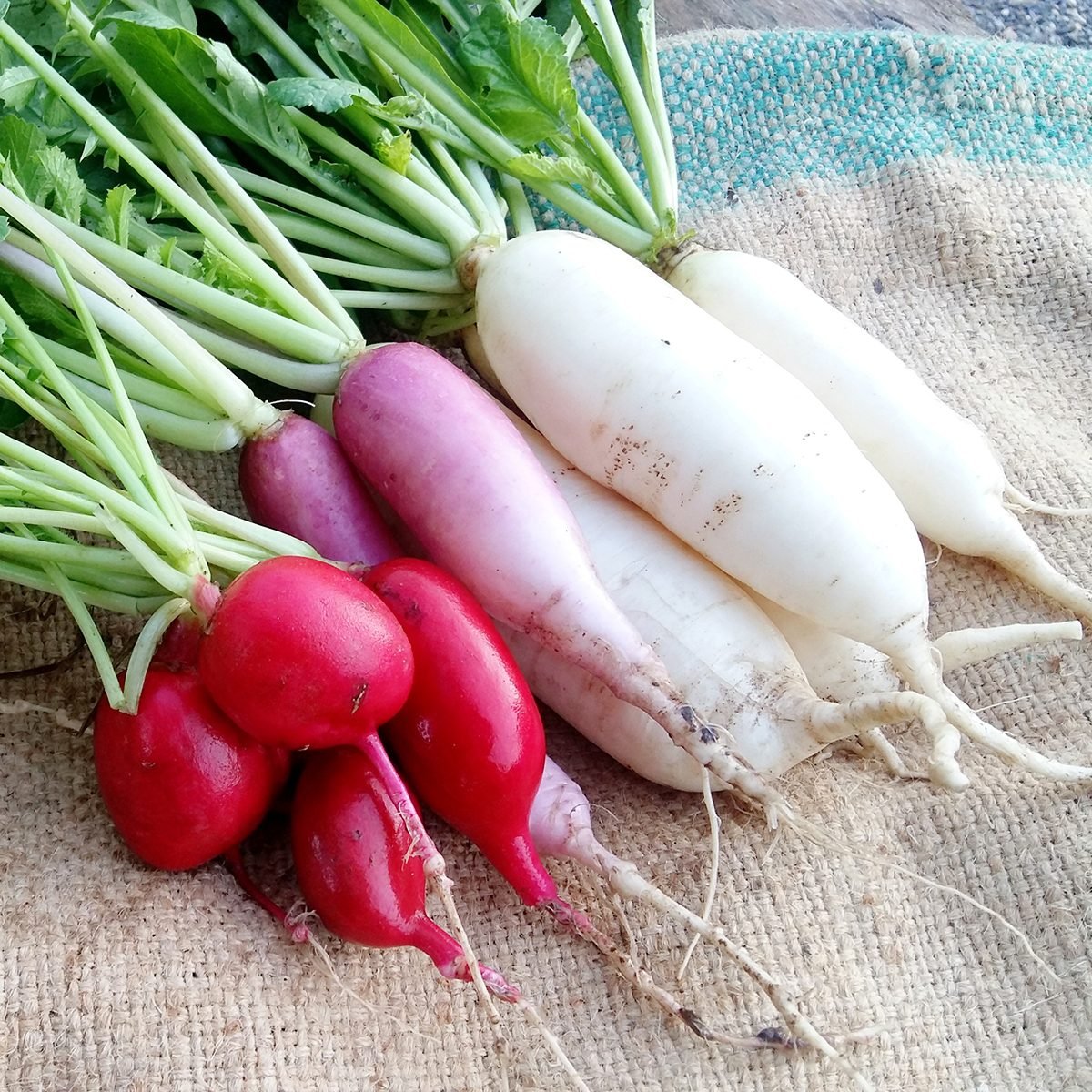 Detail Images Of Radish Nomer 2
