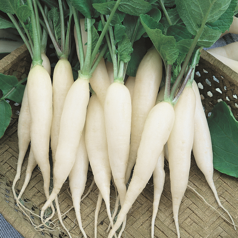 Detail Images Of Radish Nomer 12