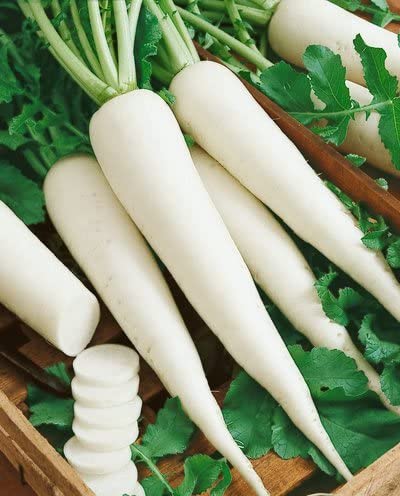 Detail Images Of Radish Nomer 16