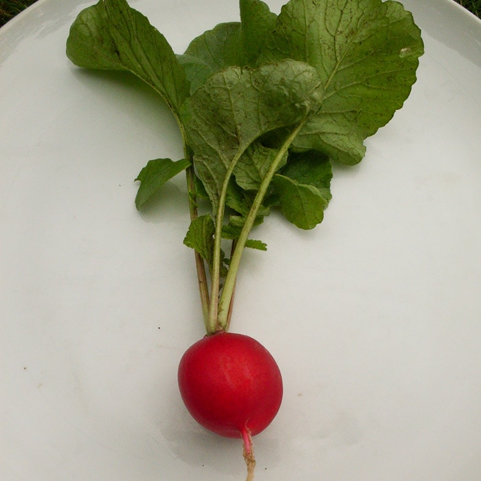 Detail Images Of Radish Nomer 18