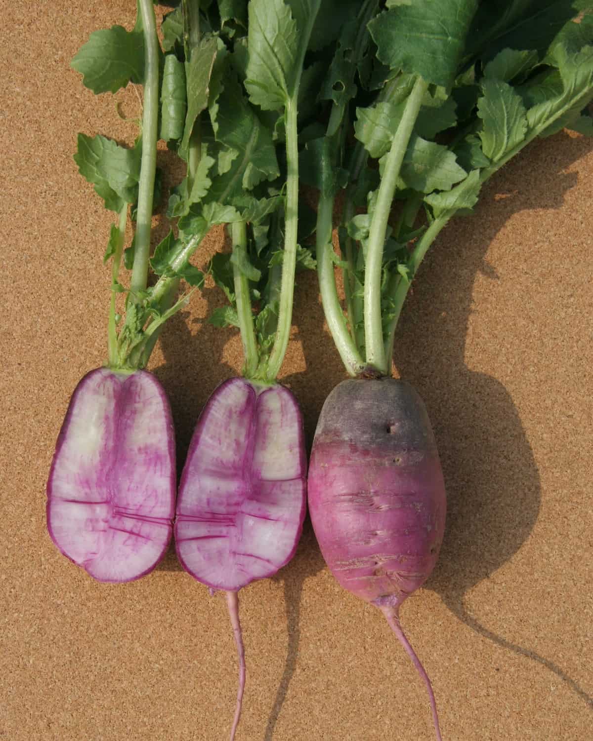 Detail Images Of Radish Nomer 21