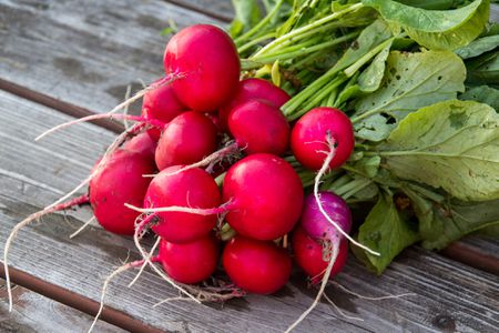 Detail Images Of Radish Nomer 26