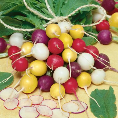 Detail Images Of Radish Nomer 27