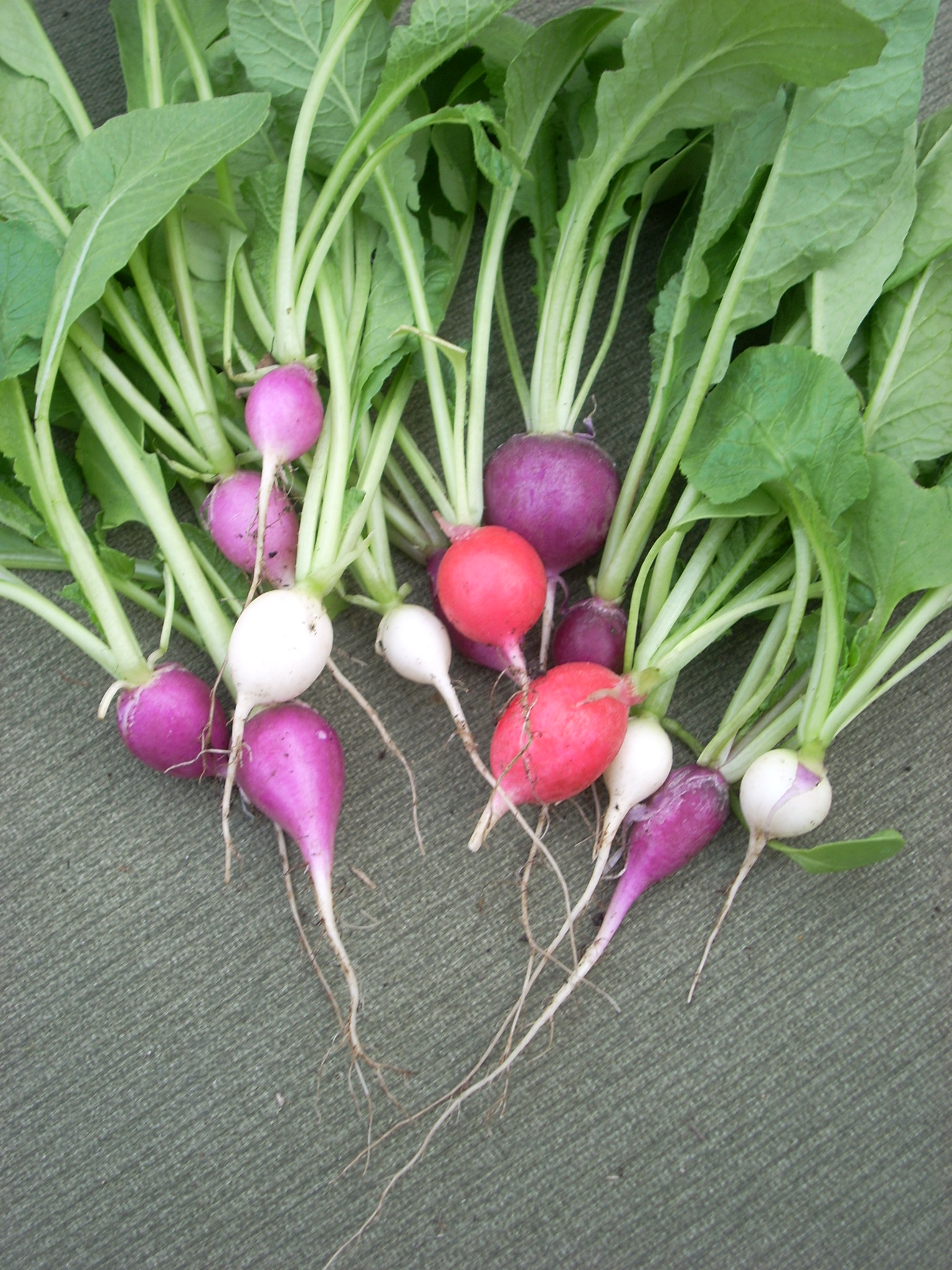 Detail Images Of Radish Nomer 4