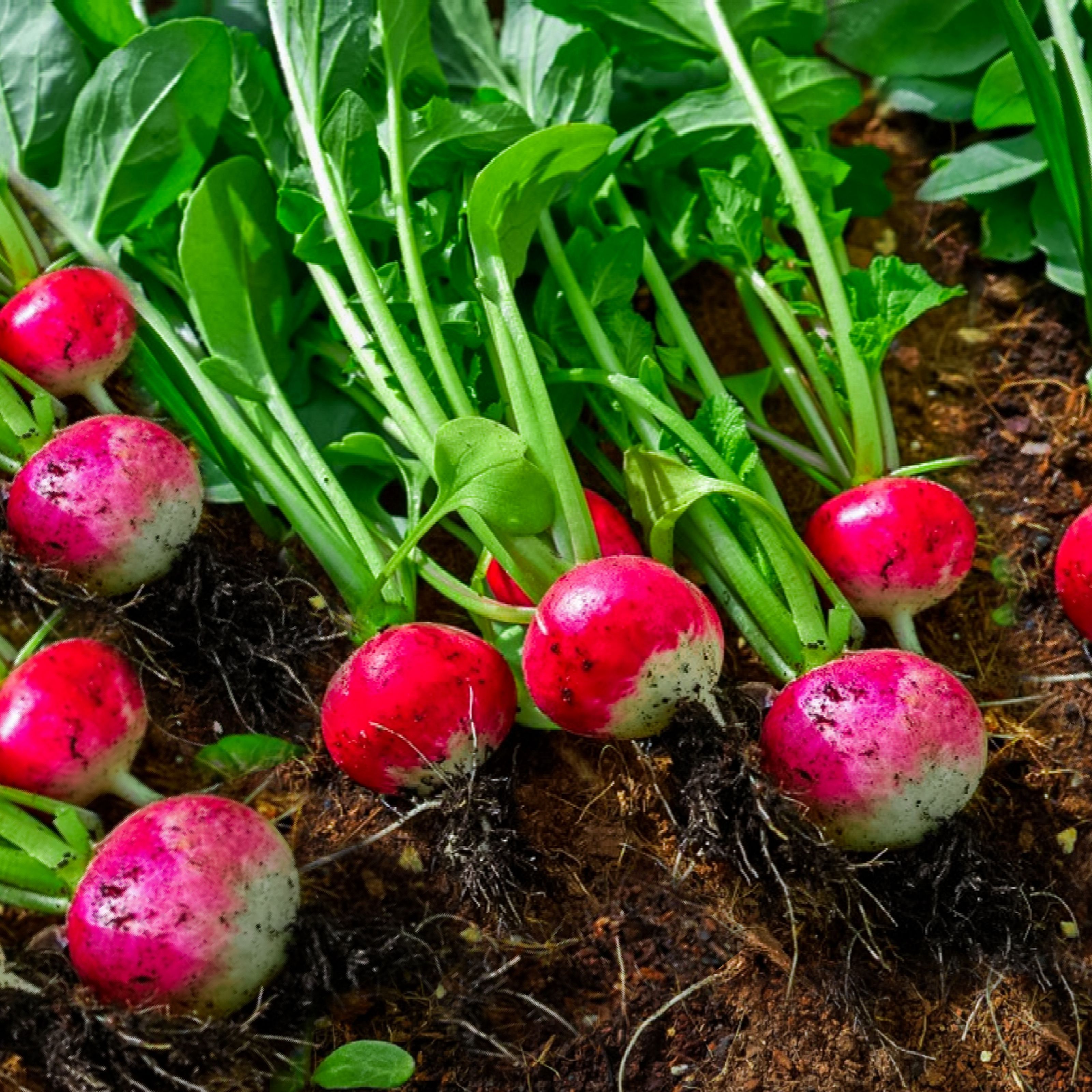 Detail Images Of Radish Nomer 30