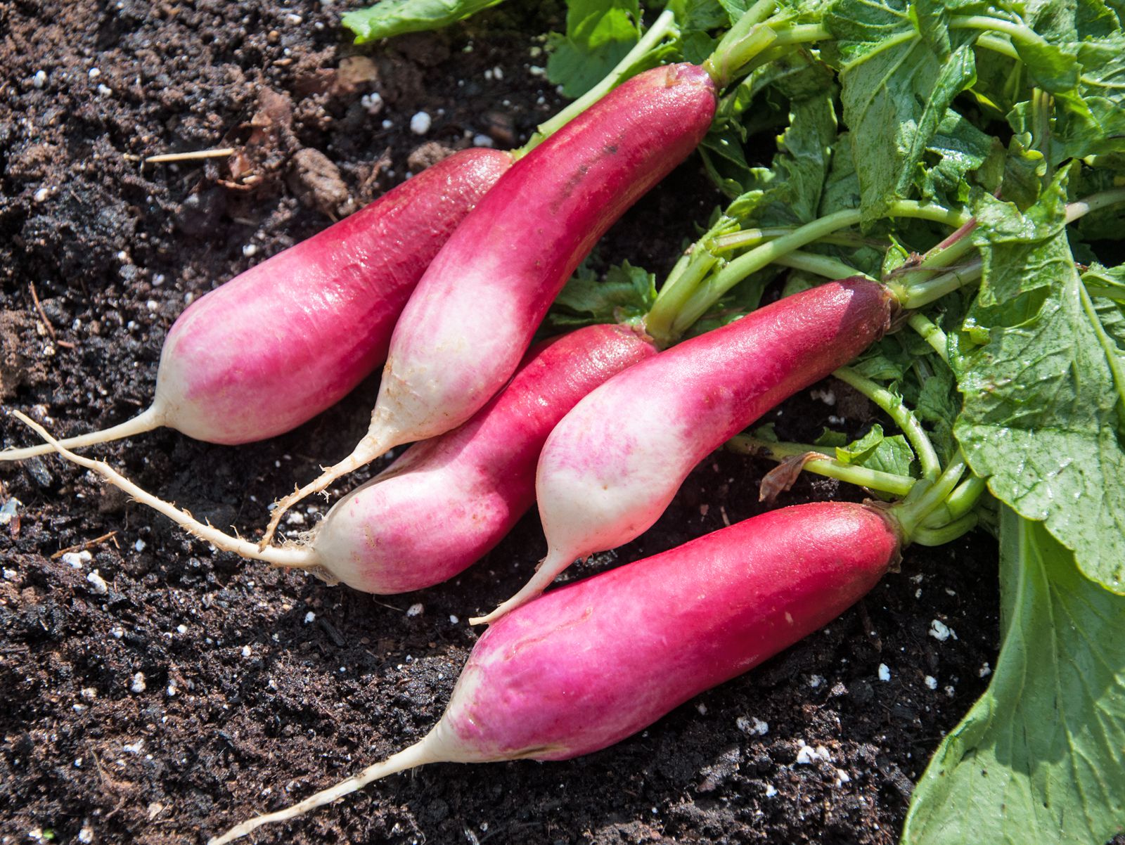 Detail Images Of Radish Nomer 32