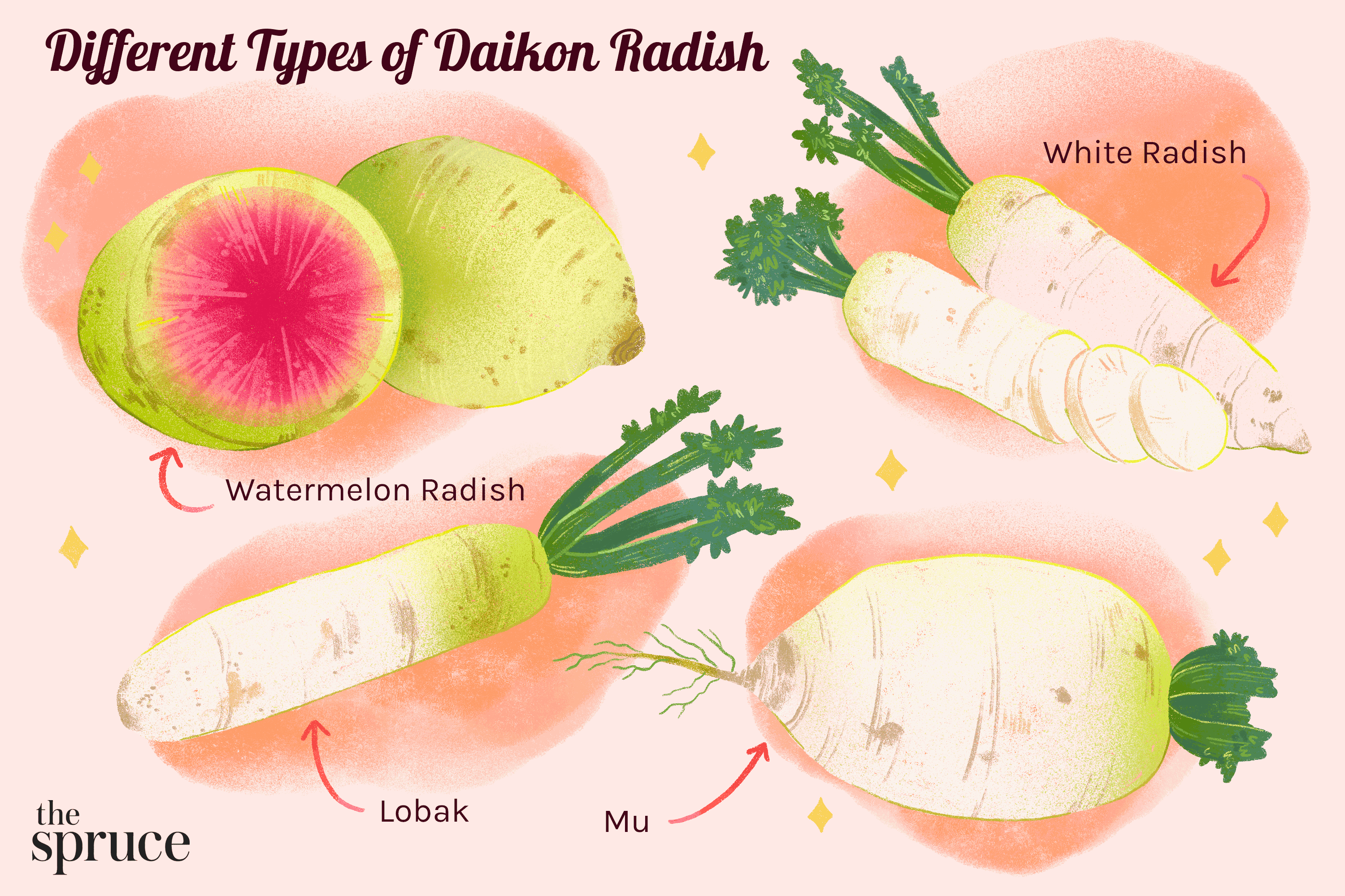 Detail Images Of Radish Nomer 37