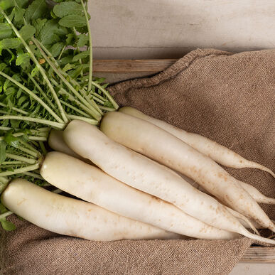 Detail Images Of Radish Nomer 38