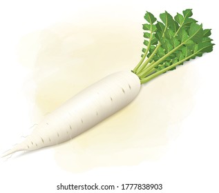 Detail Images Of Radish Nomer 43