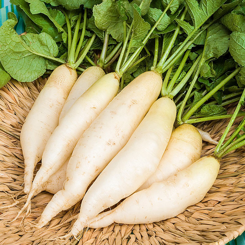 Detail Images Of Radish Nomer 6