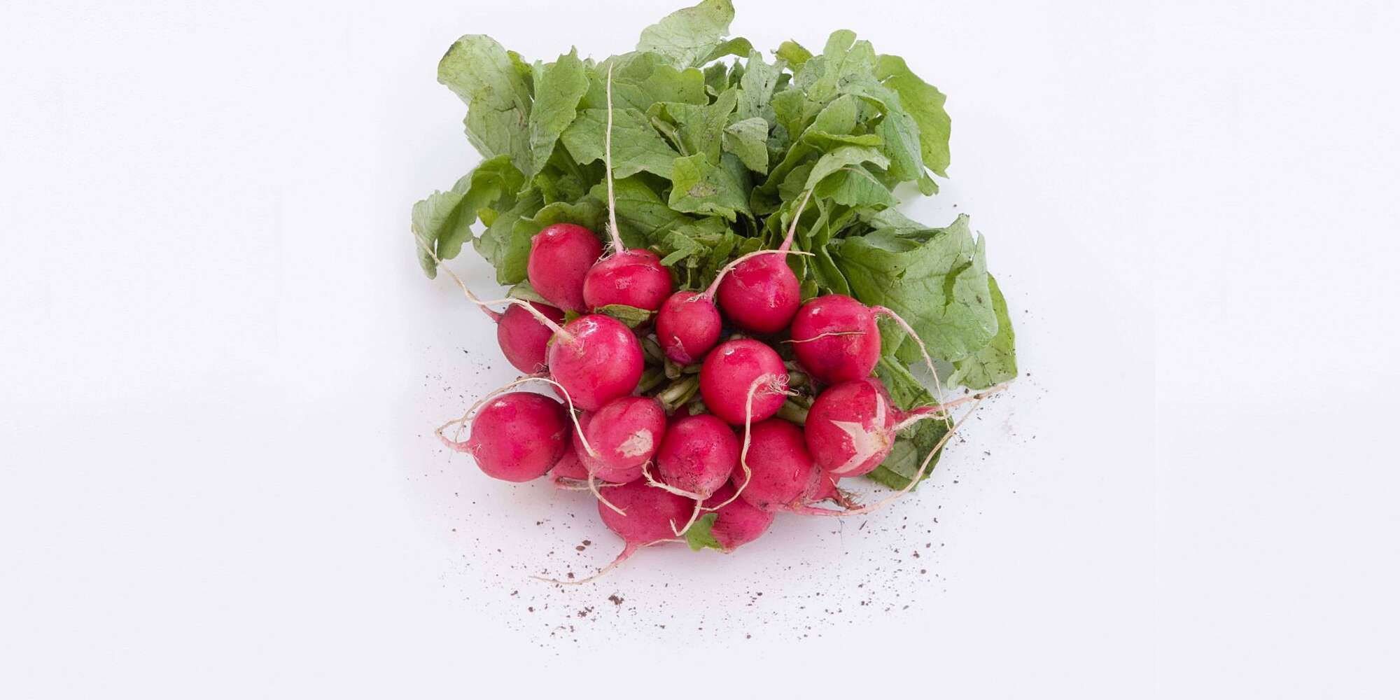 Detail Images Of Radish Nomer 48