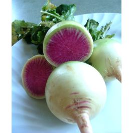 Detail Images Of Radish Nomer 52