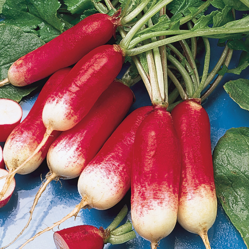 Detail Images Of Radish Nomer 7