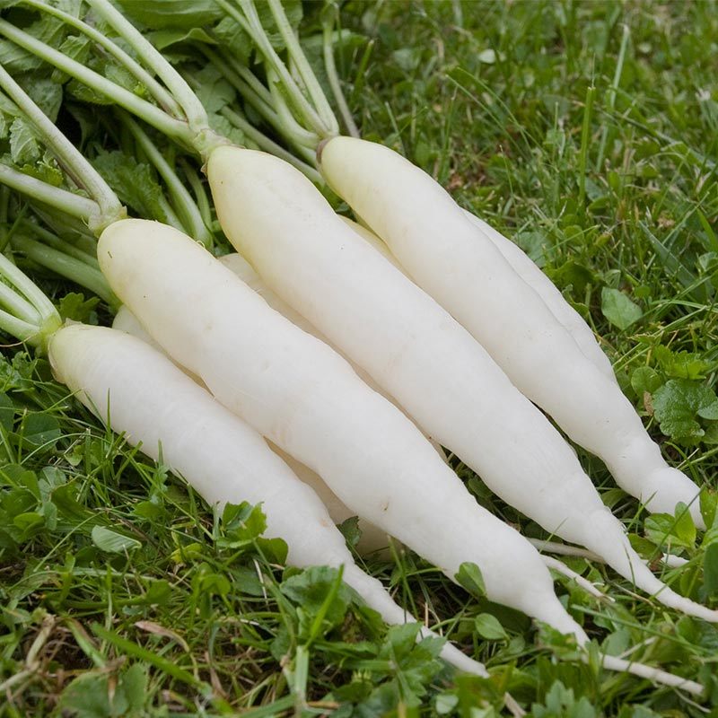 Detail Images Of Radish Nomer 9