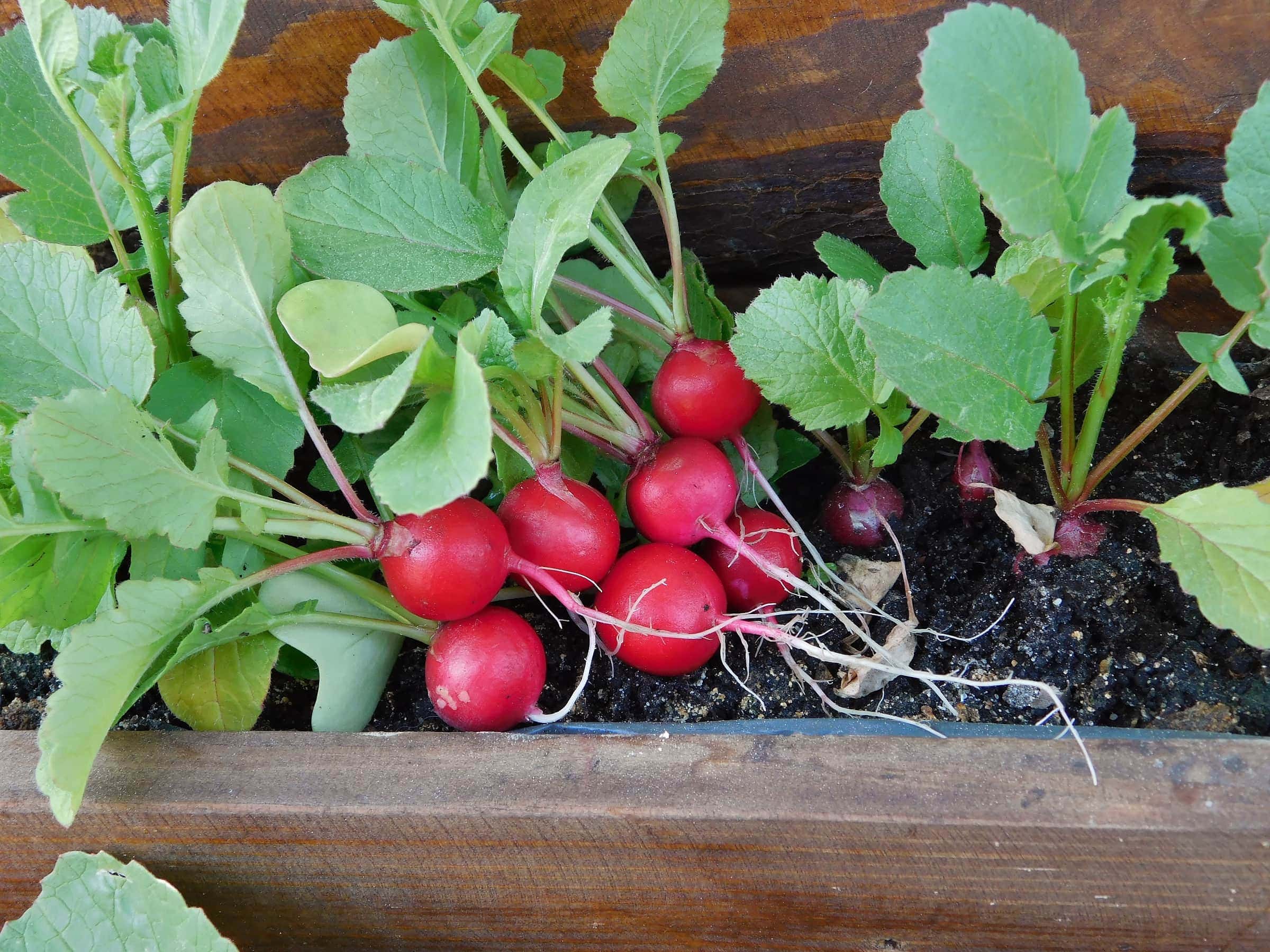 Detail Images Of Radishes Nomer 19