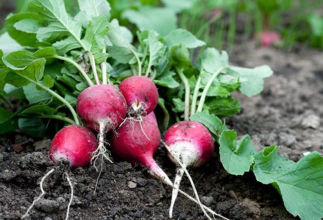 Detail Images Of Radishes Nomer 26