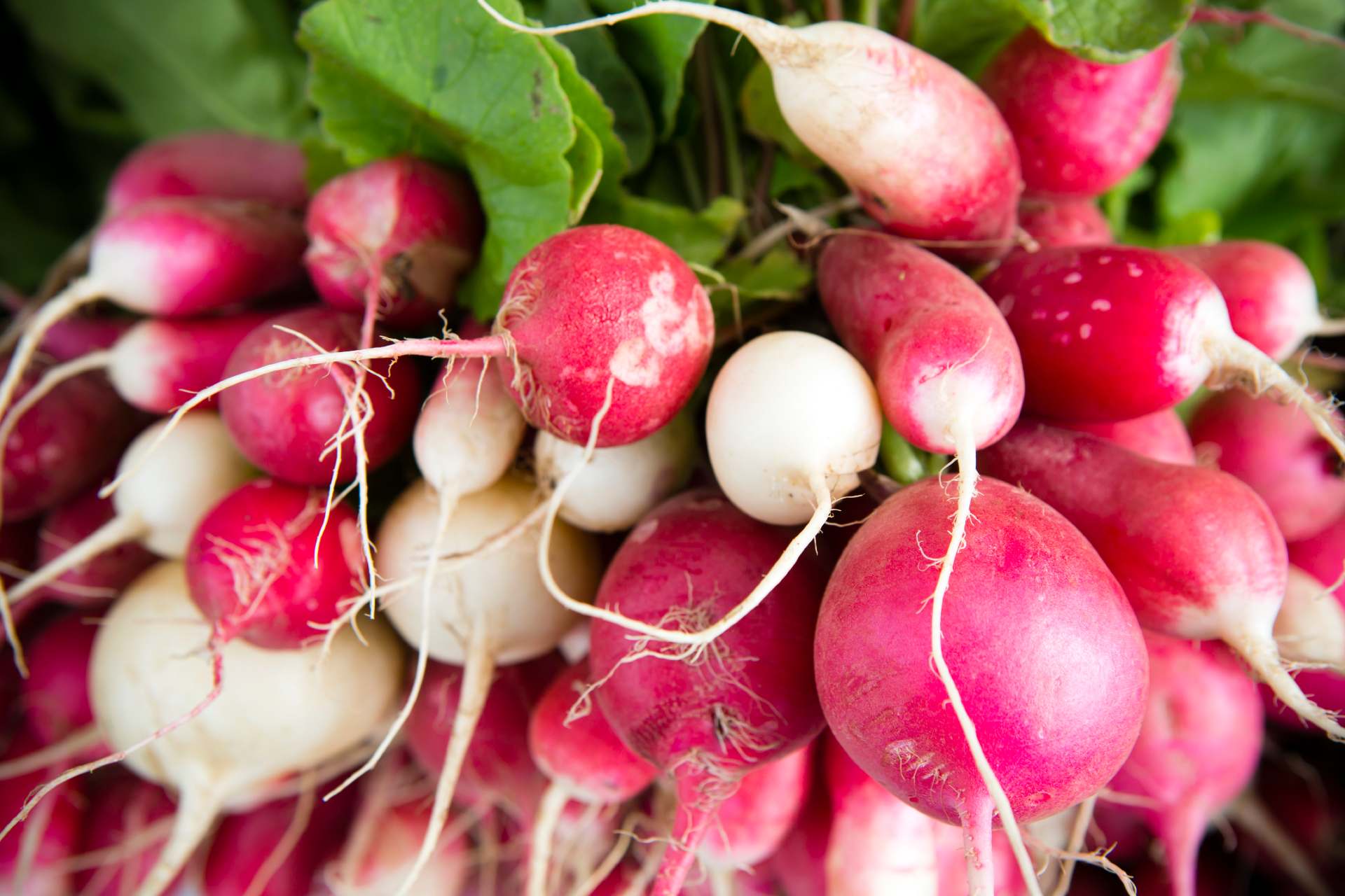 Detail Images Of Radishes Nomer 46