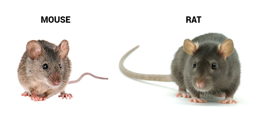 Detail Images Of Rats And Mice Nomer 2
