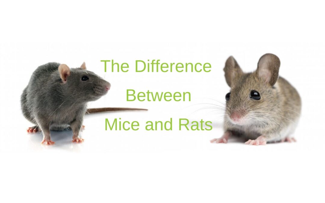 Detail Images Of Rats And Mice Nomer 12