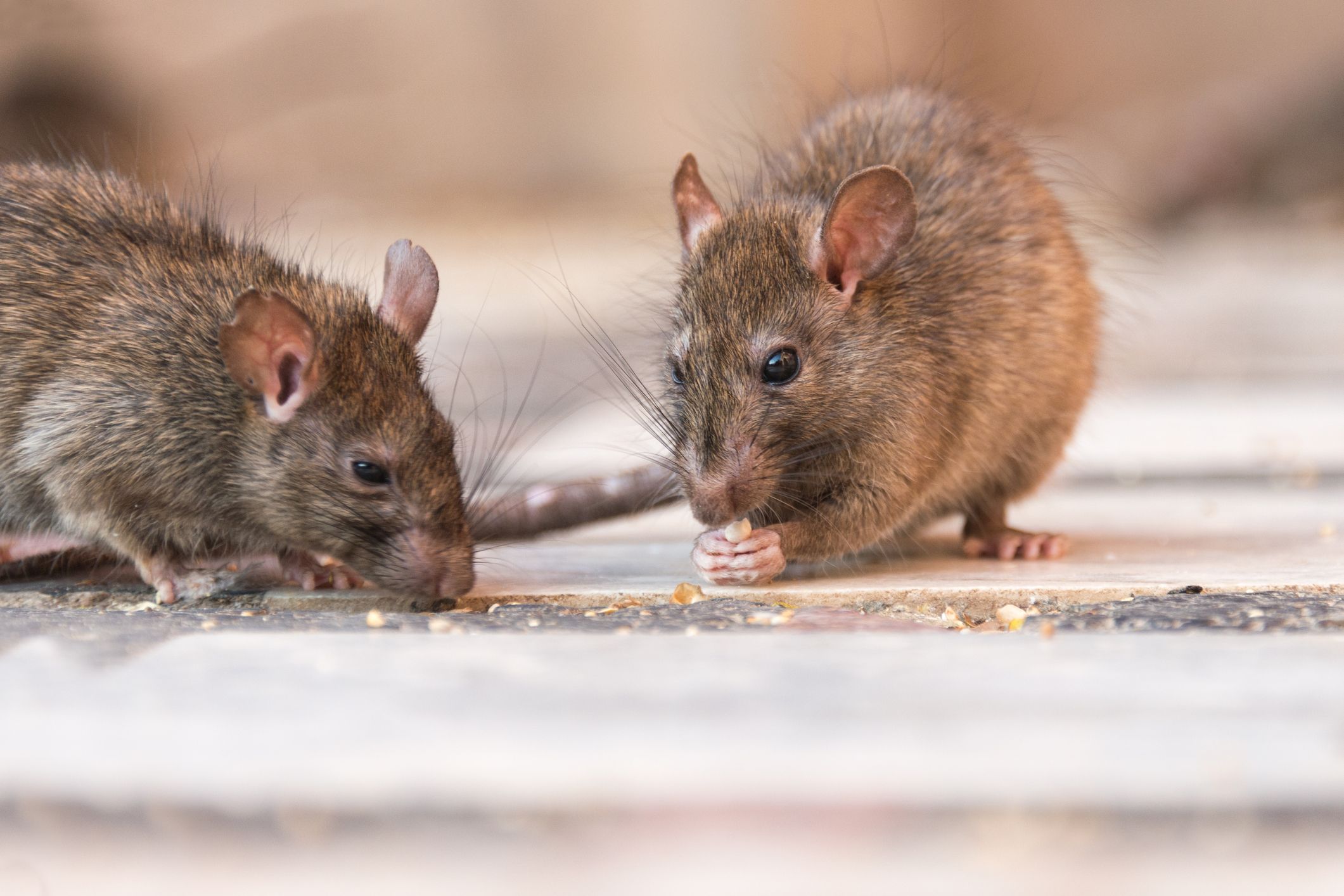Detail Images Of Rats And Mice Nomer 13