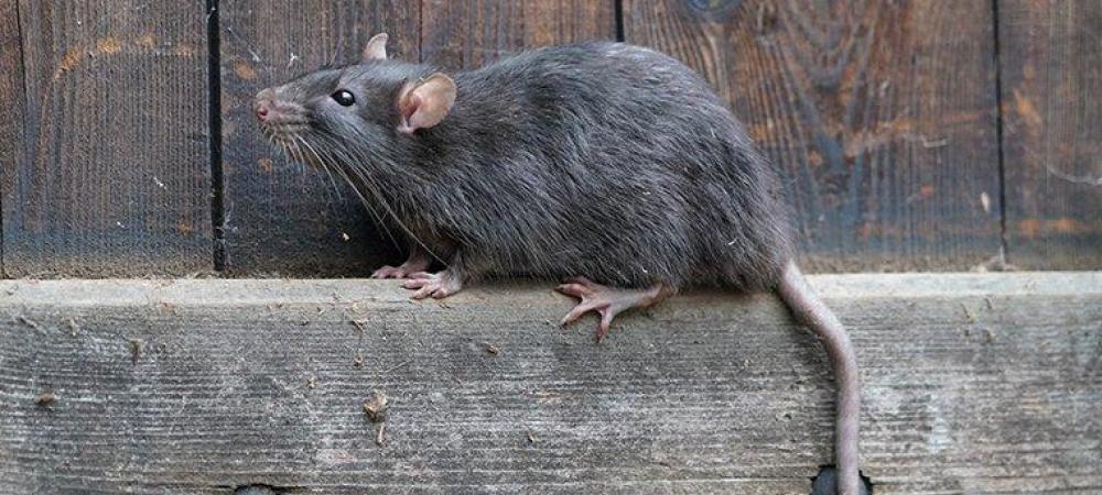 Detail Images Of Rats And Mice Nomer 14