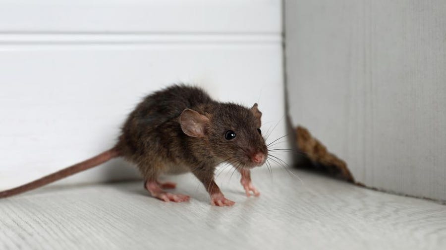 Detail Images Of Rats And Mice Nomer 16