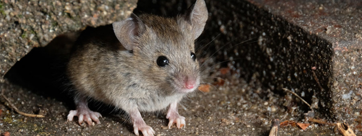 Detail Images Of Rats And Mice Nomer 17