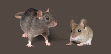 Detail Images Of Rats And Mice Nomer 19