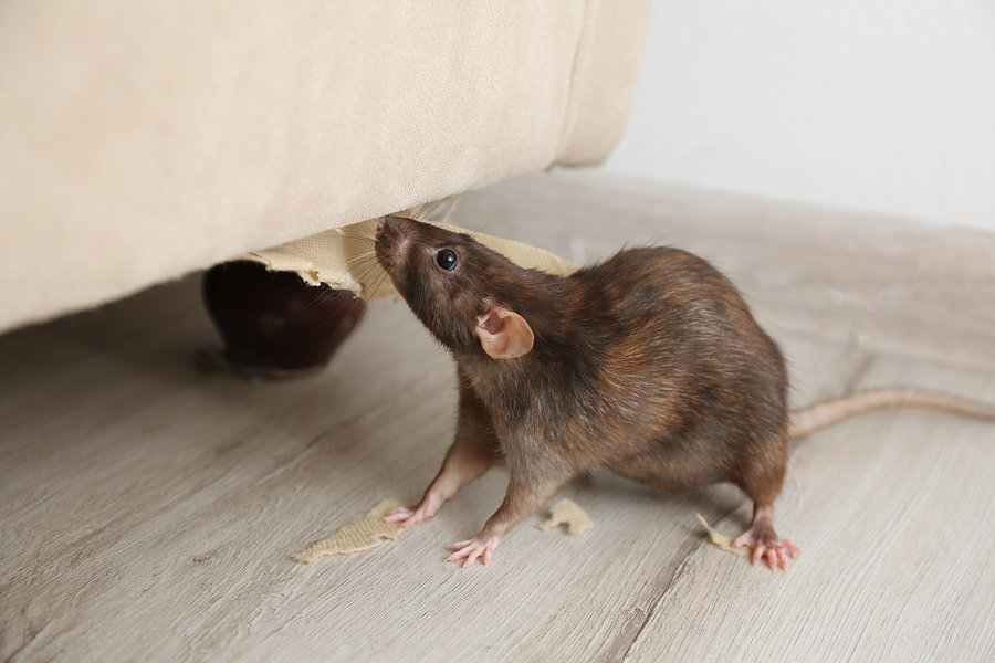Detail Images Of Rats And Mice Nomer 3