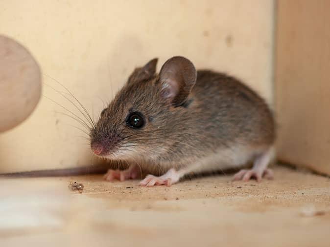 Detail Images Of Rats And Mice Nomer 21