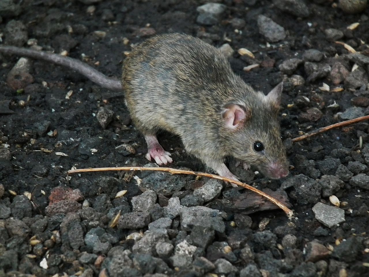 Detail Images Of Rats And Mice Nomer 22