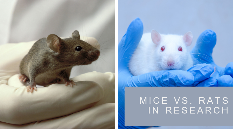 Detail Images Of Rats And Mice Nomer 23
