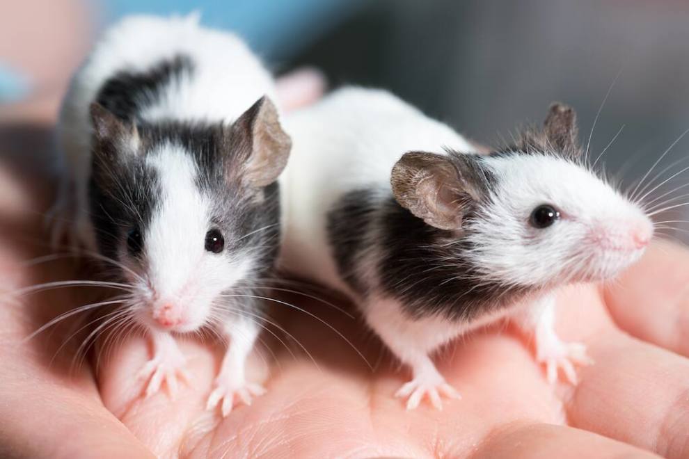 Detail Images Of Rats And Mice Nomer 24