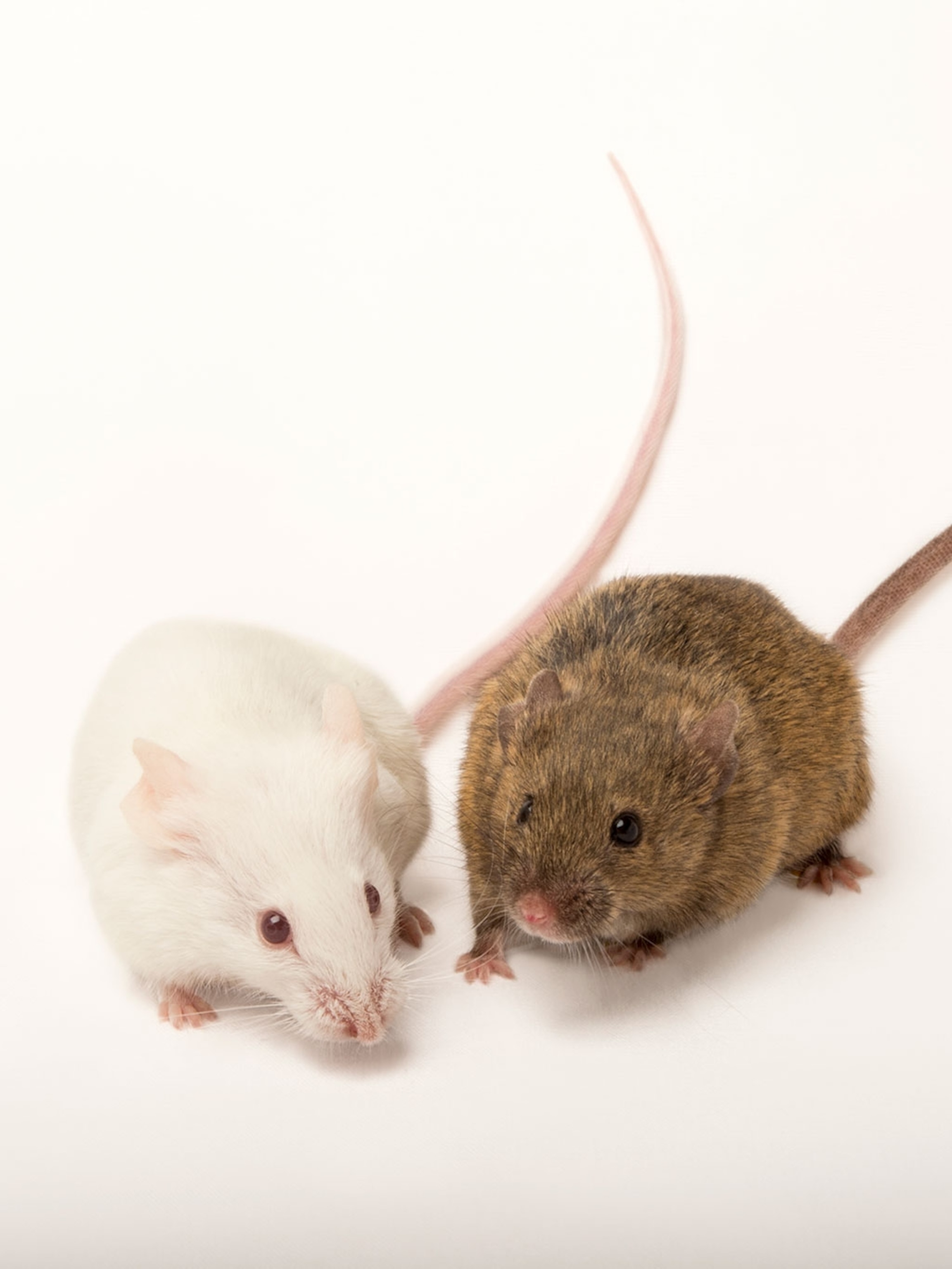 Detail Images Of Rats And Mice Nomer 25