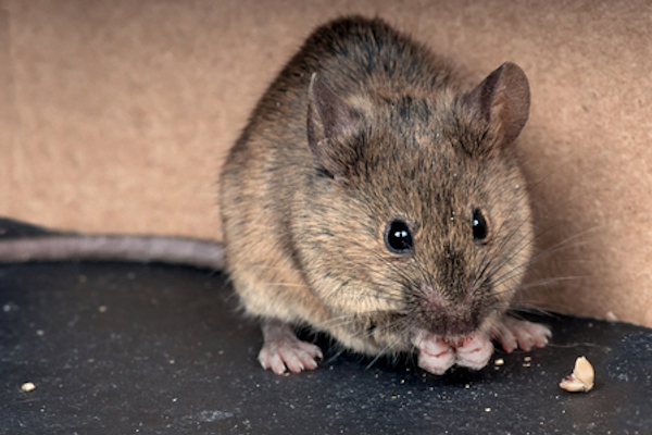 Detail Images Of Rats And Mice Nomer 26