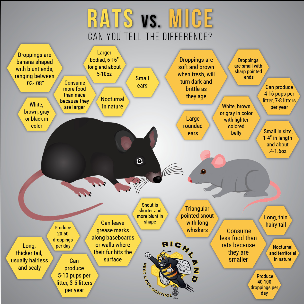 Detail Images Of Rats And Mice Nomer 27