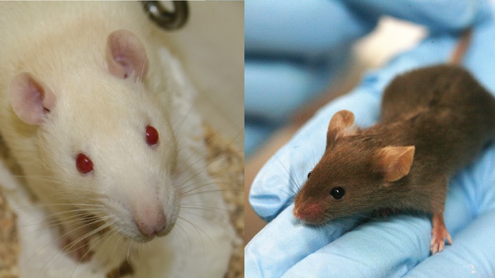 Detail Images Of Rats And Mice Nomer 29