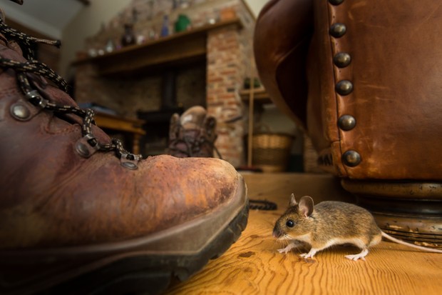 Detail Images Of Rats And Mice Nomer 30
