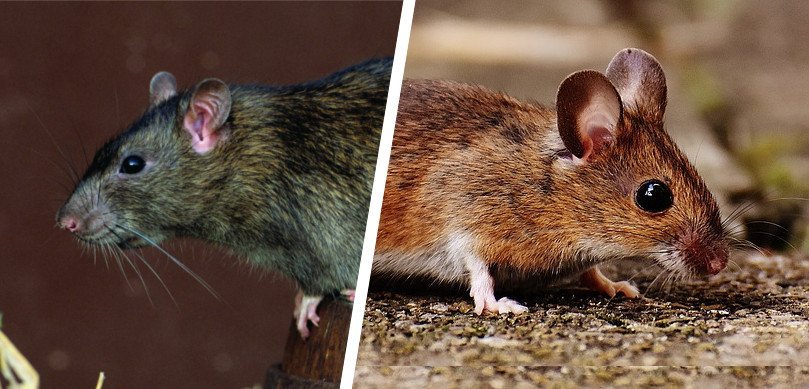 Detail Images Of Rats And Mice Nomer 32