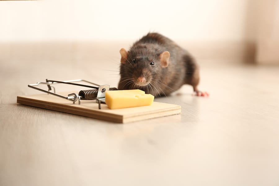 Detail Images Of Rats And Mice Nomer 33