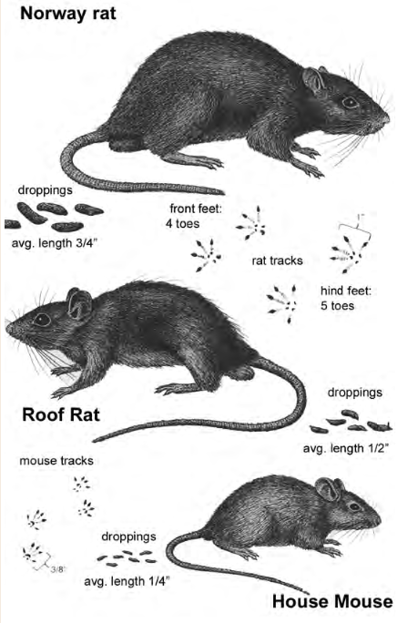 Detail Images Of Rats And Mice Nomer 34
