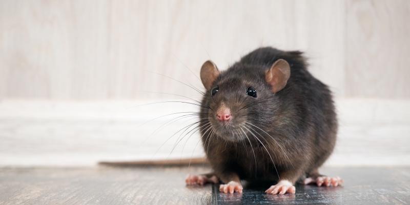 Detail Images Of Rats And Mice Nomer 35
