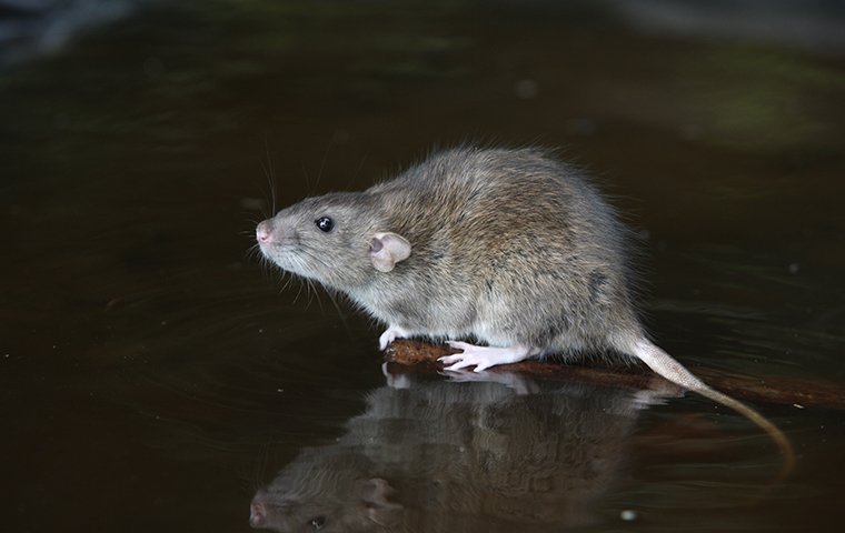 Detail Images Of Rats And Mice Nomer 36